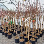 Broskyňa obyčajná (Prunus persica) ´MARIA BIANCA´ - skorá, výška 150-180 cm, obvod kmeňa 4/6 cm, kont. C10L